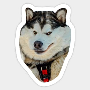 Malamute in the snow Sticker